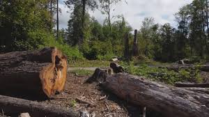 How Our Tree Care Process Works  in  Cedartown, GA