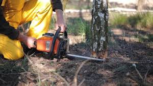 Best Tree Maintenance Programs  in Cedartown, GA