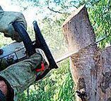 Best Tree Risk Assessment  in Cedartown, GA