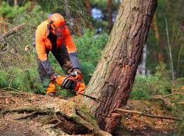Best Tree and Shrub Care  in Cedartown, GA