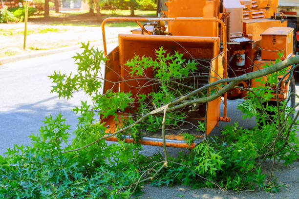 Trusted Cedartown, GA Tree Services Experts