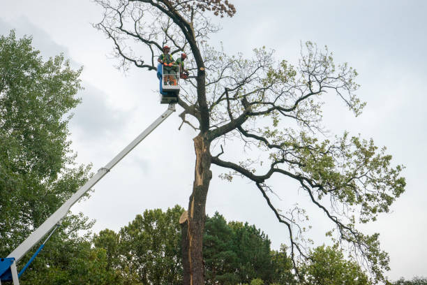 Best Arborist Consultation Services  in Cedartown, GA
