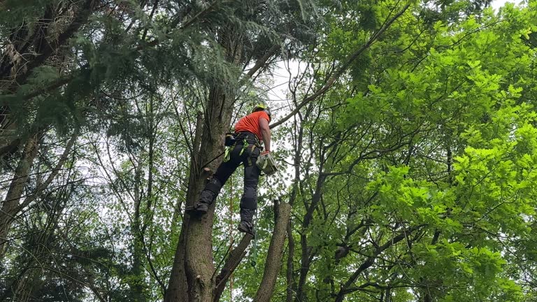 Best Hazardous Tree Removal  in Cedartown, GA