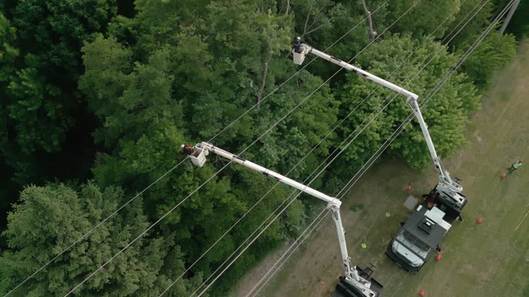 Best Palm Tree Trimming  in Cedartown, GA