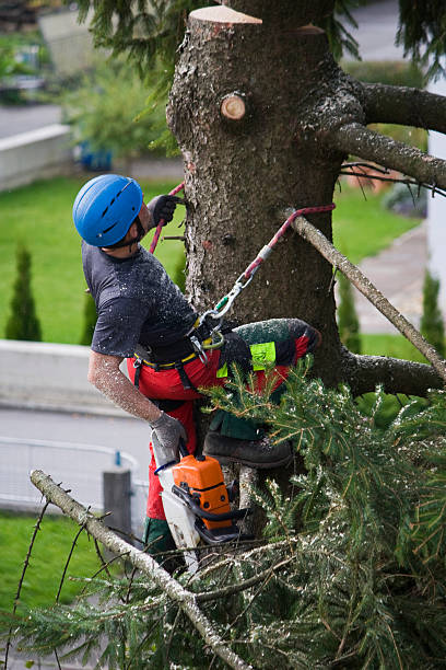 Best Tree Trimming and Pruning  in Cedartown, GA