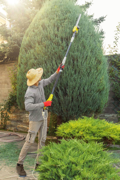 Best Root Management and Removal  in Cedartown, GA