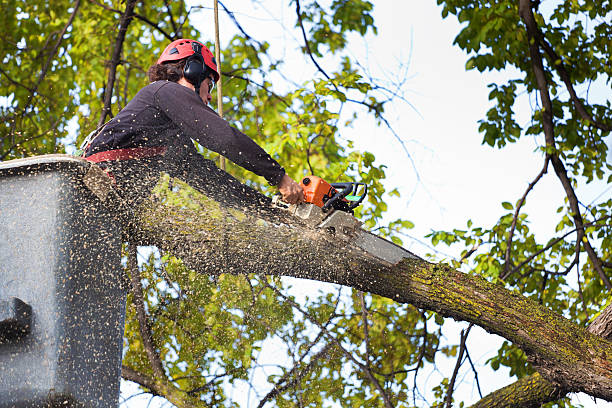 Best Organic Lawn Care Solutions  in Cedartown, GA