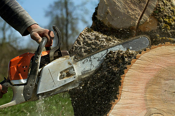 Best Pest Control for Lawns  in Cedartown, GA